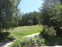 Forest in Velingrad