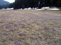 Regulated land in Pazardzhik